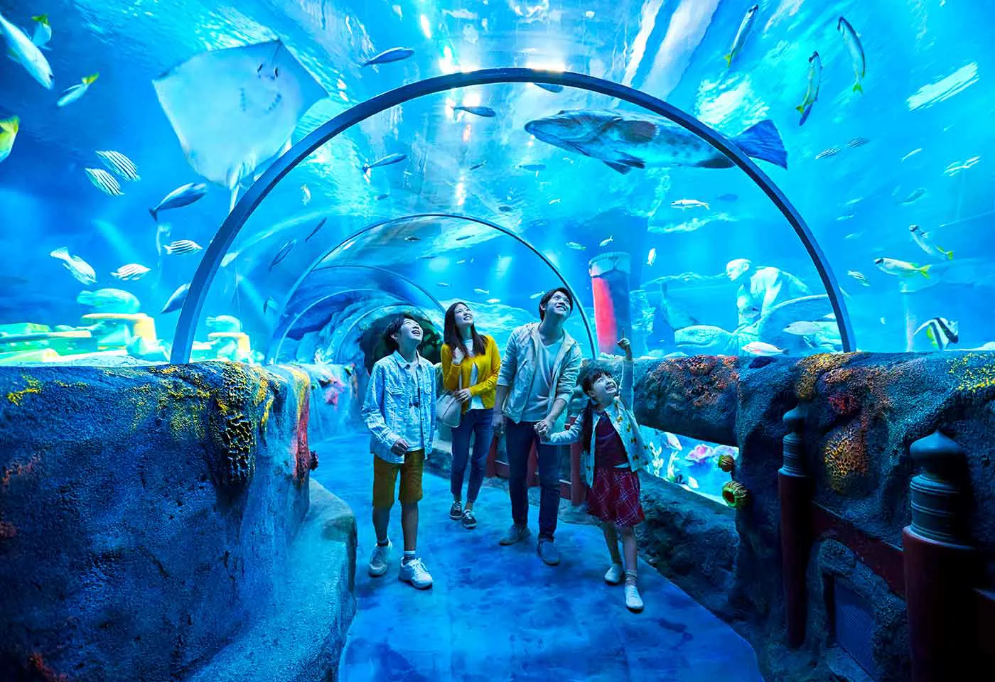 Discover the amazing underwater world